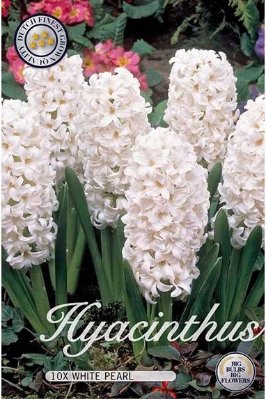 Hyacinth White Pearl 10-pakning